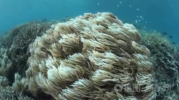 缓慢的气流中的软珊瑚波视频