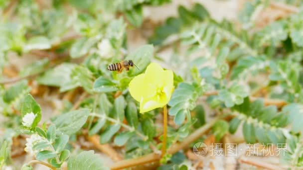 一只蜜蜂从花喝花蜜视频