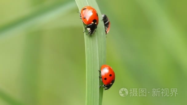 在一片草叶上的瓢虫视频