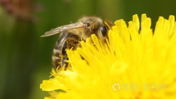 关于蒲公英的蜜蜂
