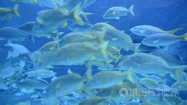 大鱼缸水族箱在巴哈马群岛视频