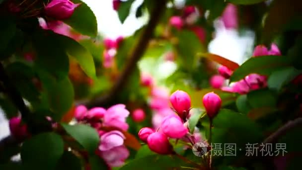 粉红色的桃花朵朵视频