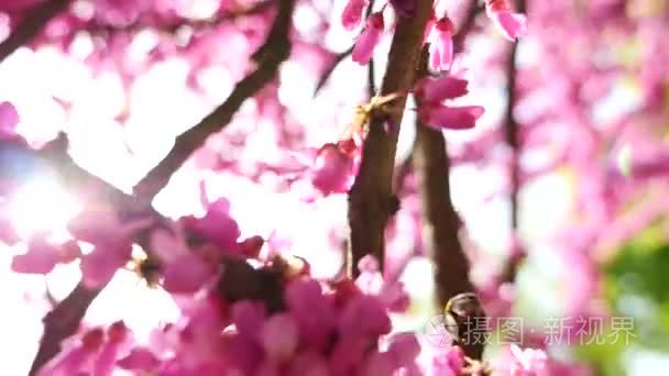 粉红色的树开花和大黄蜂视频