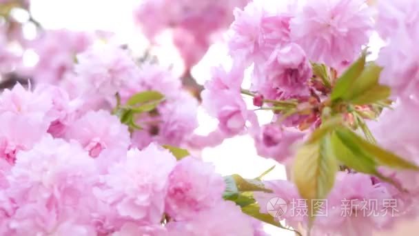 粉红色的樱花开花特写视频