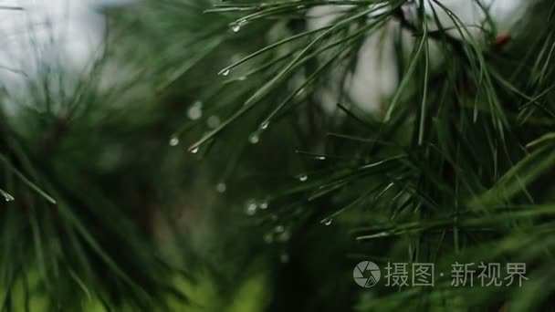 针叶树与雨滴的分支