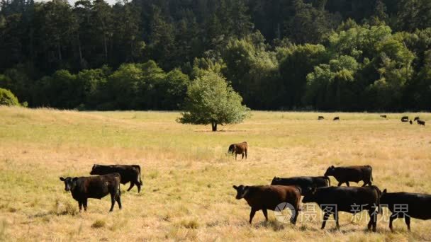 在加利福尼亚州的农场牧场奶牛视频