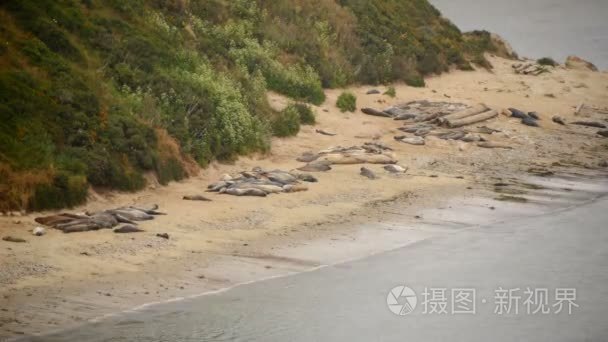 时间流逝的象海豹视频