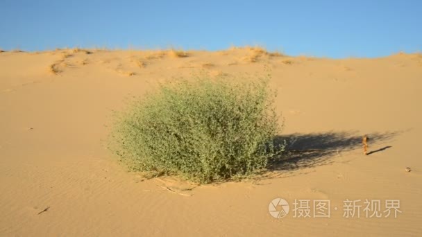 生长在沙丘上的植物视频