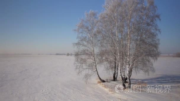 树木在冬季农村公园雪视频