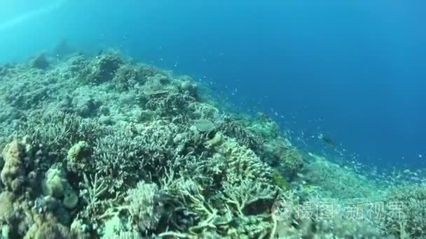 充满活力的礁蓬勃发展拉贾安帕视频