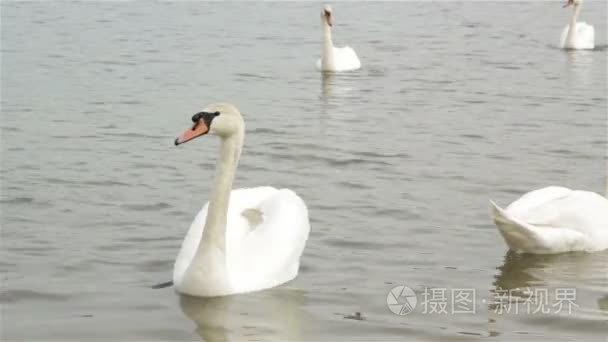 天鹅在池塘里游泳视频