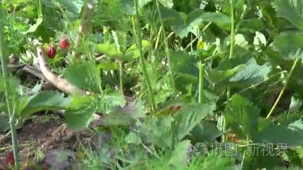 高级农民奶奶女人杂草草莓植物视频