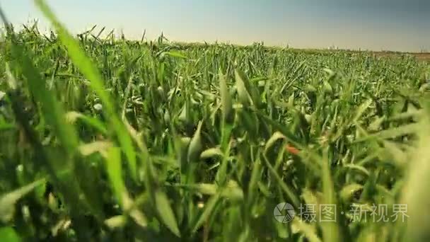 绿色的耳朵的小麦夏天热视频