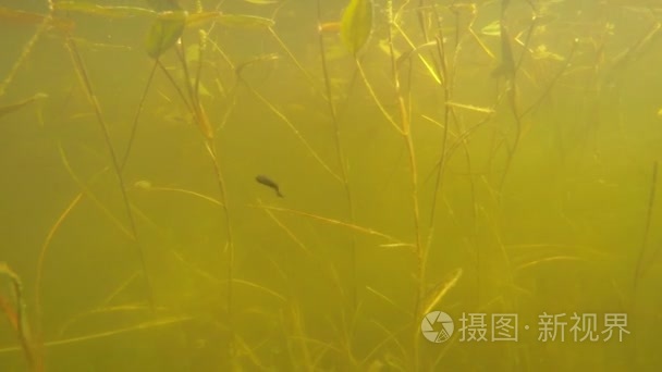 池塘里水下多莉场景