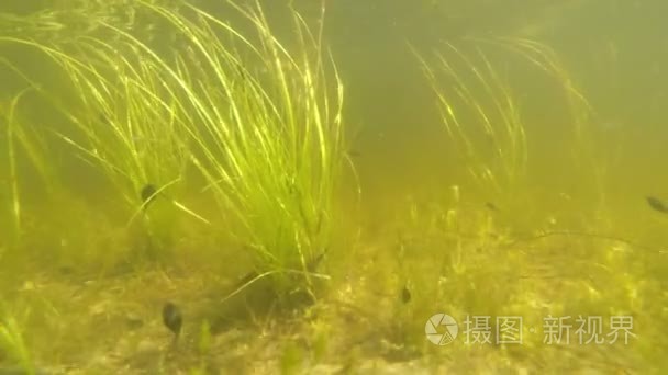 池塘里水下多莉场景