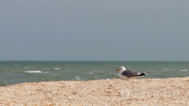 海鸥的海洋海岸在沙滩上坐视频