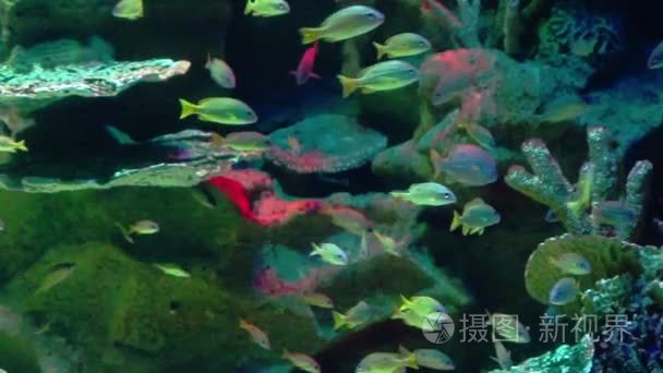 用鱼和珊瑚礁水族馆生活视频