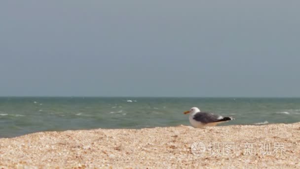 海鸥的海洋海岸在沙滩上坐视频