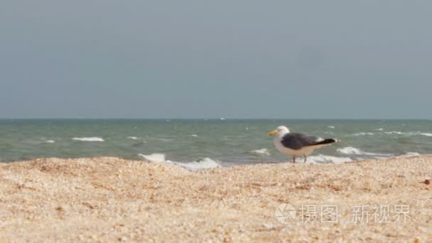 海鸥的海洋海岸在沙滩上坐视频