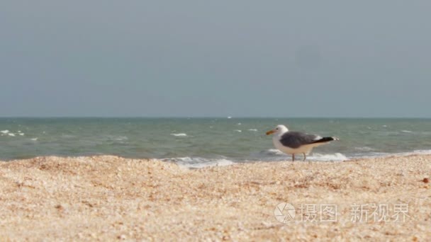 海鸥的海洋海岸在沙滩上坐视频