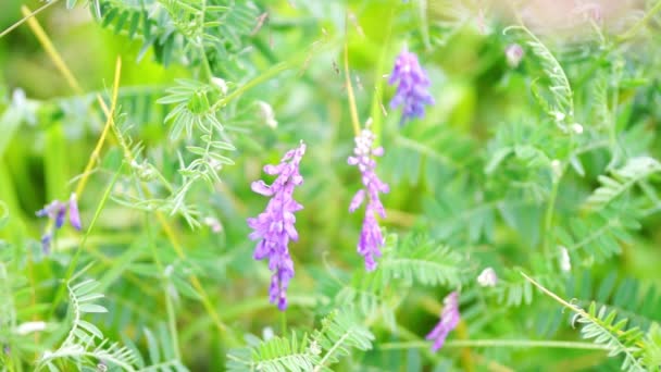 豌豆苗豌豆花 豌豆苗豌豆花视频大全 豌豆苗豌豆花视频合集 摄图新视界视频素材库 豌豆苗豌豆花 豌豆苗豌豆花视频大全 豌豆苗豌豆花视频合集 摄图新视界视频素材库