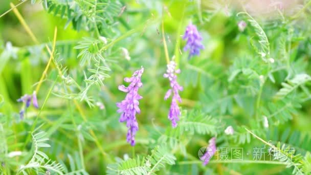 豌豆苗豌豆花 豌豆苗豌豆花视频大全 豌豆苗豌豆花视频合集 摄图新视界视频素材库