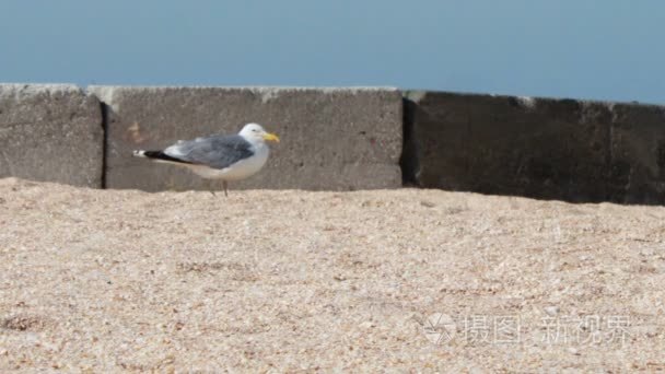 海鸥的海洋海岸在沙滩上坐视频