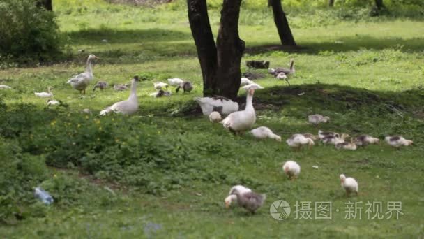 国内只鹅在池塘附近的草地上视频