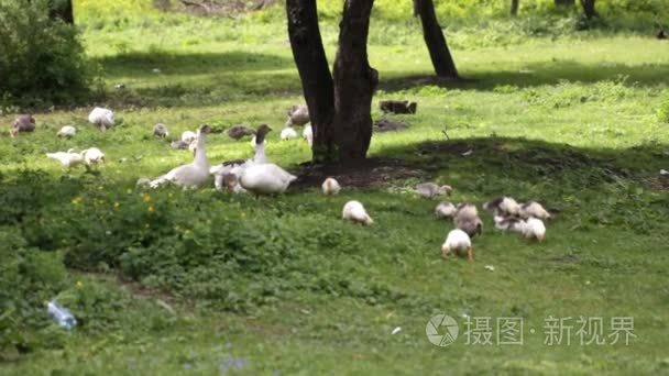 国内只鹅在池塘附近的草地上视频