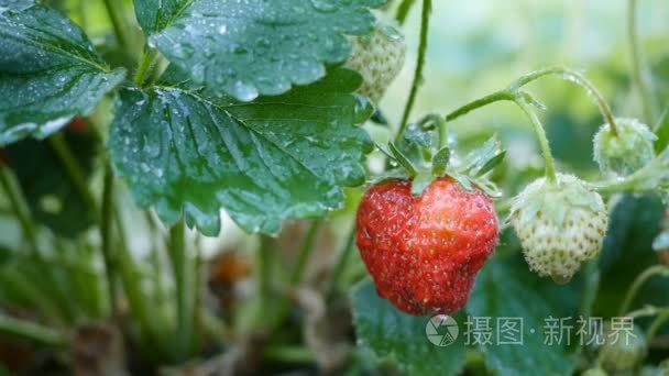 叼着清晨的露水的草莓果实。拍摄的机动滑块。到 4 k视频