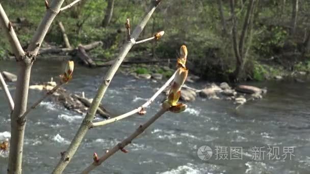 板栗七叶树树树枝芽，流动的水。4 k