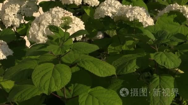 绣球花布什与白色的花朵和绿叶视频