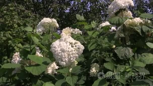 绣球花布什与白色的花朵和绿叶视频