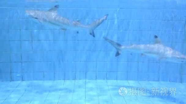 水族馆有鲨鱼视频