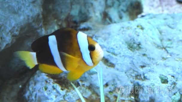 在珊瑚礁上的小丑鱼视频