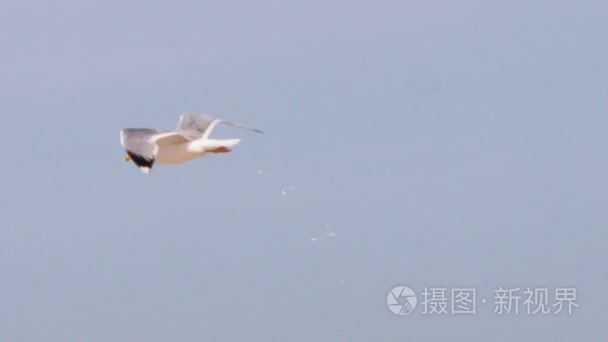 海鸥在天空中飞过沧海