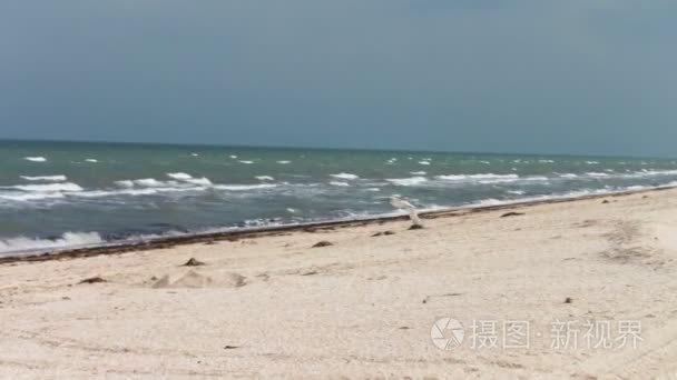 海鸥在天空中飞过沧海