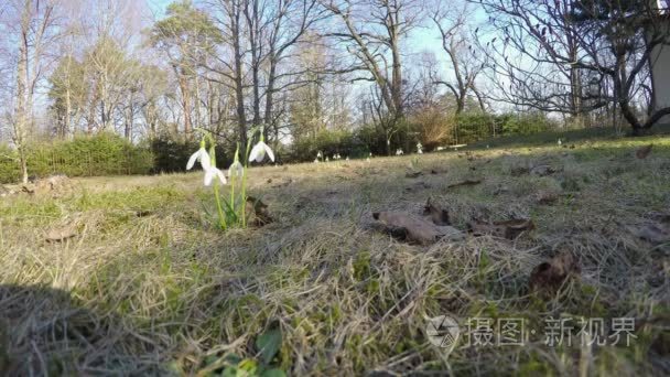 花雪莲在草坪公园。4 k 到广角拍摄