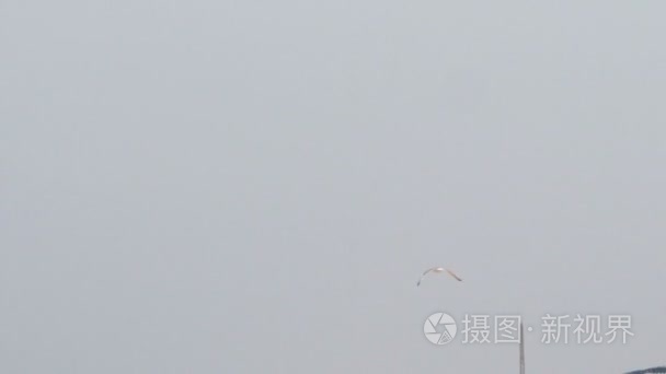 海鸥在天空中飞过沧海