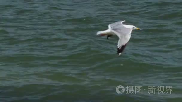 海鸥在天空中飞过沧海视频