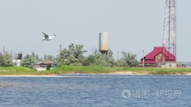 海鸥在天空中飞过沧海