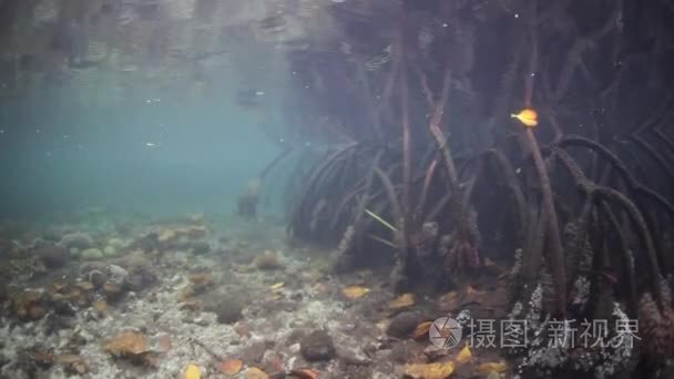 Mangrove Forest in Raja Ampat  Indonesia