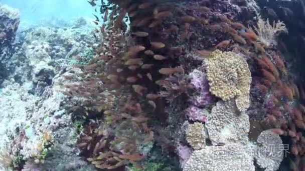 珊瑚礁和鱼拉贾安帕视频