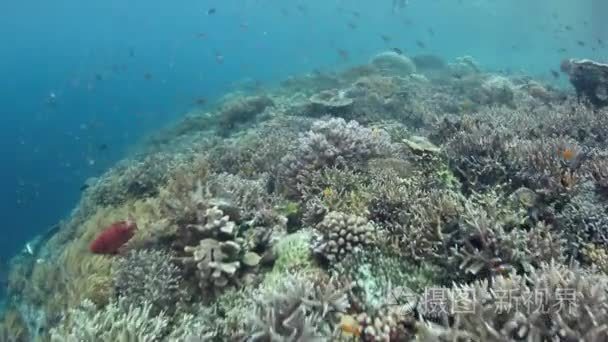 珊瑚和鱼拉贾安帕视频