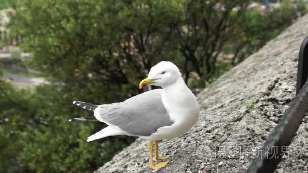 Monaco  Sea gull standing on the old wall