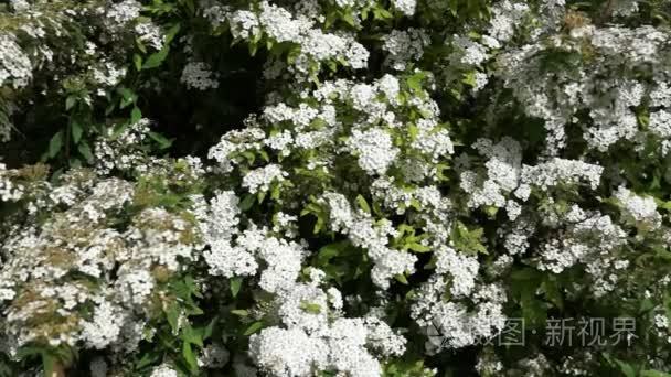 美丽的茉莉花的盛开布什视频