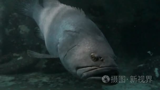 大热带鱼会浮在水族馆视频