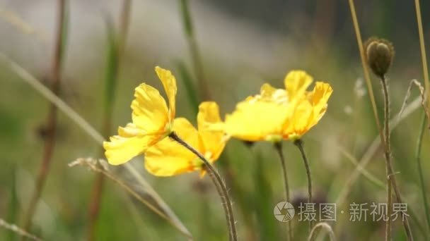 在高山野生黄花视频