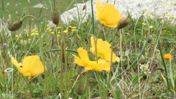 在高山野生黄花视频