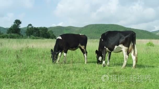 在草原上放牧的奶牛视频